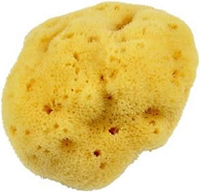 Forster’s Natural Luxury Sponge Medium