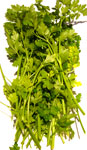 Coriander Fresh ~ Organic