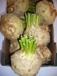 Celeriac ~ Organic