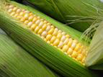 Corn on the Cob Sweetcorn~ Organic
