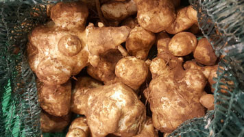 Artichoke Jerusalem ~ Organic ~ 500g