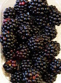 Blackberries ~ Organic