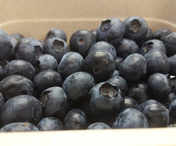 Blueberries ~ Organic