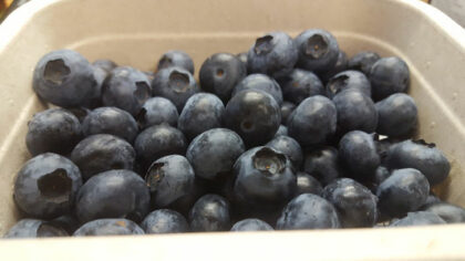 Blueberries ~ Organic Class 1