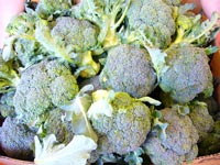 Broccoli ~ Organic ~ 500g