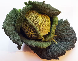 Cabbage Savoy ~ Organic