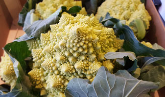 Cauliflower Romanesque ~ Organic