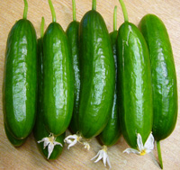 Cucumber ~ Mini ~ Organic
