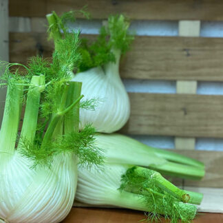 Fennel ~ Organic ~ bulb