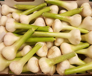 Garlic Bulb ~ Fresh (Wet) Organic Avg weight 35g