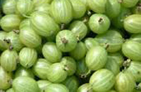 Gooseberries ~ Organic ~ 250g ~ Local to us