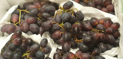Grapes Black ~ Organic  Class 1 ~ 500g