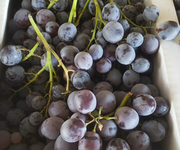 Grapes Muscat ~ Organic ~ 500g