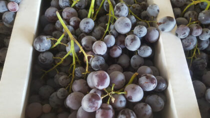 Grapes Muscat ~ Organic ~ 500g