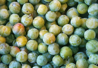 Greengage ~ Organic ~ 500g
