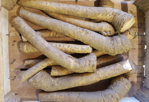 Horseradish Root Organic ~ 250g approx