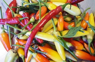 Peppers Red Chilli Pepper Organic