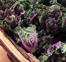 Kalette Tops ~ Organic