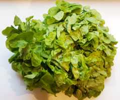 Lettuce ~ Assorted Varieties ~ Organic