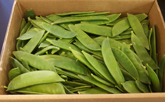 Mangetout ~ Organic ~ 200g