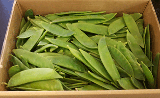 Mangetout ~ Organic ~ 200g