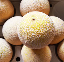 Melon Cantaloupe Organic