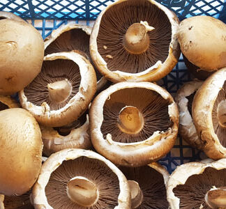 Mushrooms Portabello Organic ~ 200g