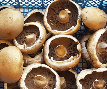 Mushrooms Portabello Organic ~ 200g