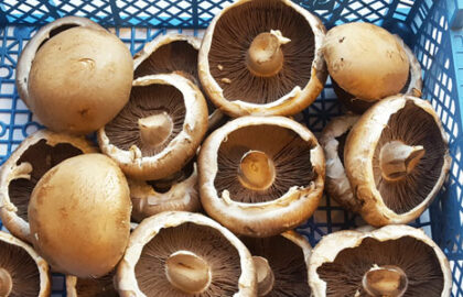 Mushrooms Portabello Organic ~ 200g