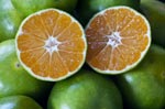 Satsumas Miyagawa Green Organic 500g