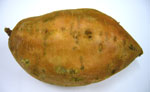 Potatoes Sweet ~ Organic ~ 500g