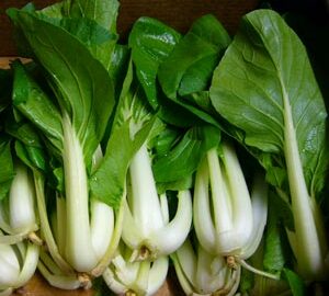 Pak Choi ~ Organic