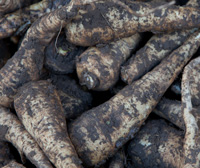 Parsnips UnWashed ~ Organic ~ 500g