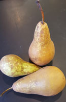 Pears ~ Conference ~ Organic ~ 500g