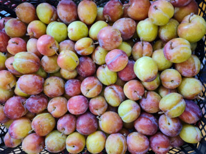 Plums ~ Organic ~ 500g