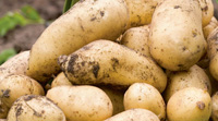 Potatoes ~ Charlotte ~Organic ~ 1kg