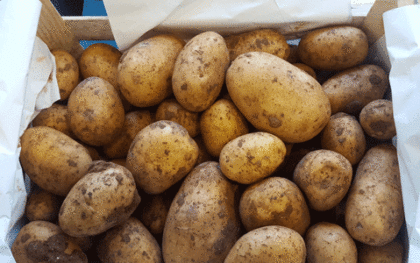 Potatoes ~ Jersey Royal ~ Organic ~ 500g