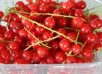 Redcurrants ~ Organic ~ Local to us