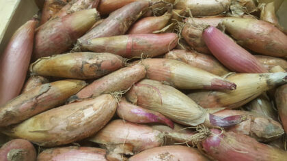 Shallots ~ Organic ~ 250g