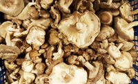 Mushrooms Shitake Organic 150G