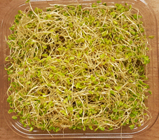 Sky Sprouts Organic Red Clover Sprouts