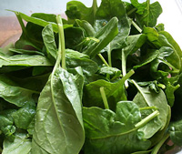 Spinach Babyleaf ~ Organic