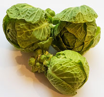 Sprout Tops Organic ~ approx. 500g