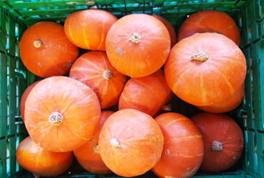 Squash Red Kuri ~ Organic