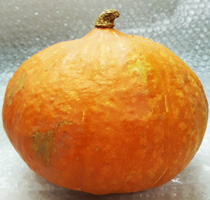 Squash Red Onion ~ Organic