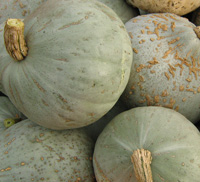 Squash Crown Prince Organic ~ Local