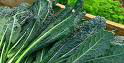 Cavelo Nero ~ Organic (Black Kale)