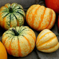 Squash Celebration~ Local to us
