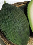 Melon Piel De Sapo ~ Organic