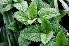 Mint ~ Organic
